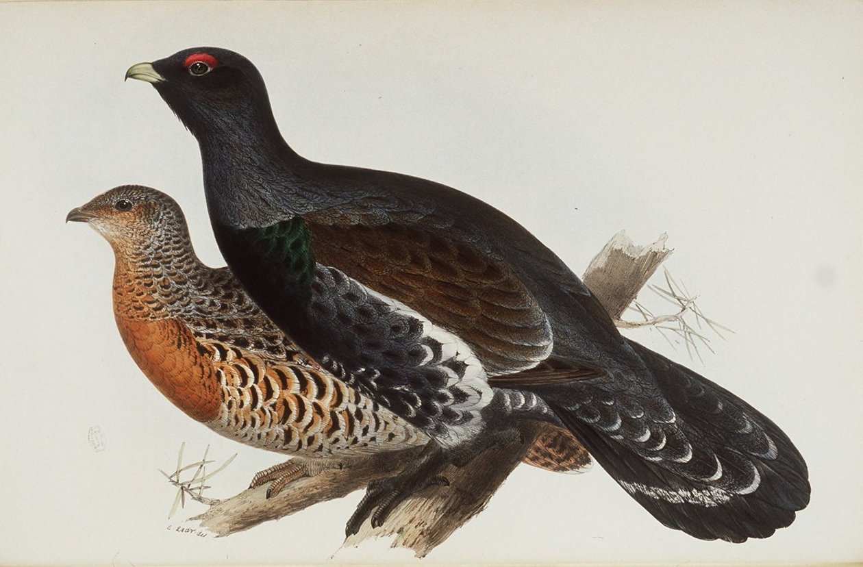 Cock of the Wood af Edward Lear