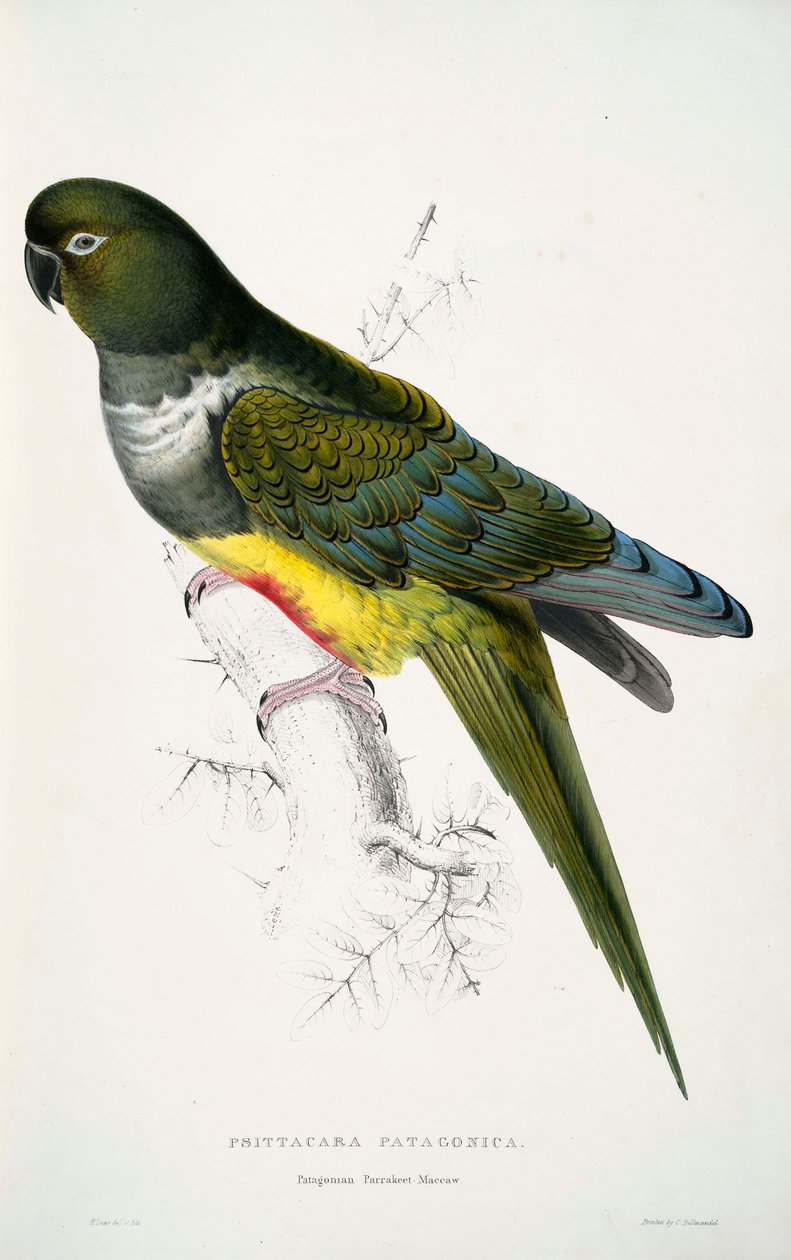 Cyanoliseus patagonus af Edward Lear