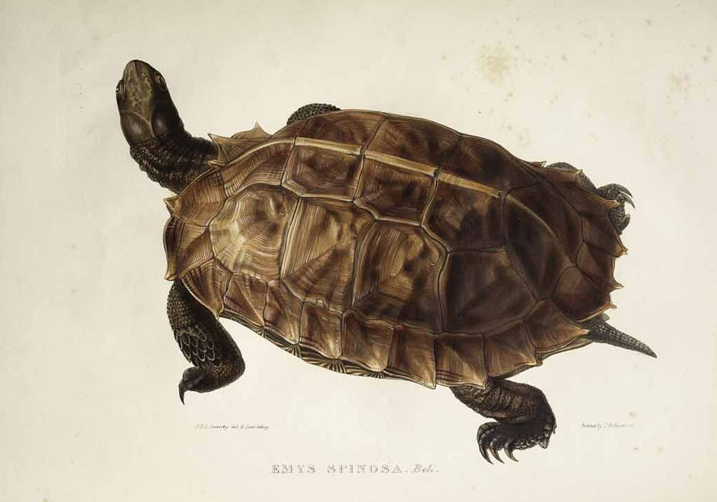 Emys spinosa af Edward Lear