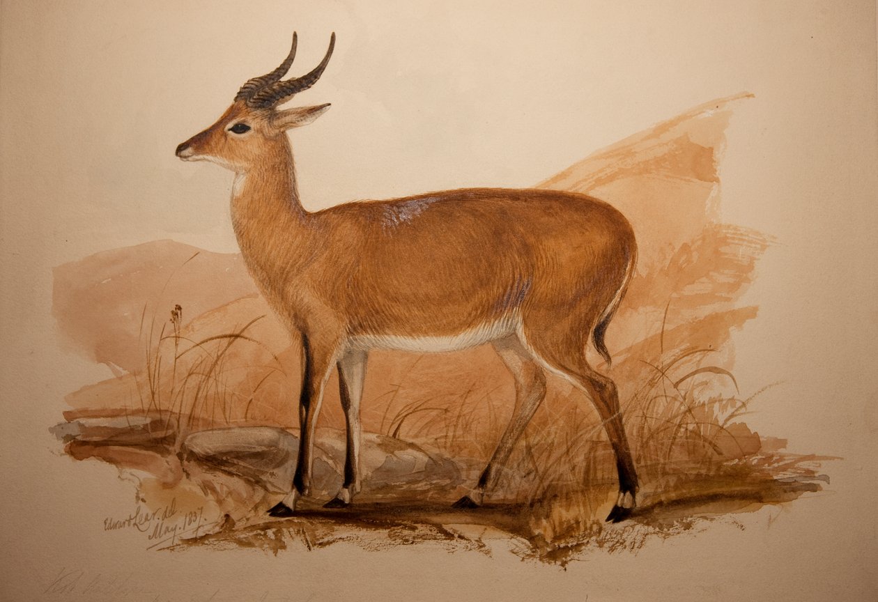 Kob Antelope, 1837 af Edward Lear