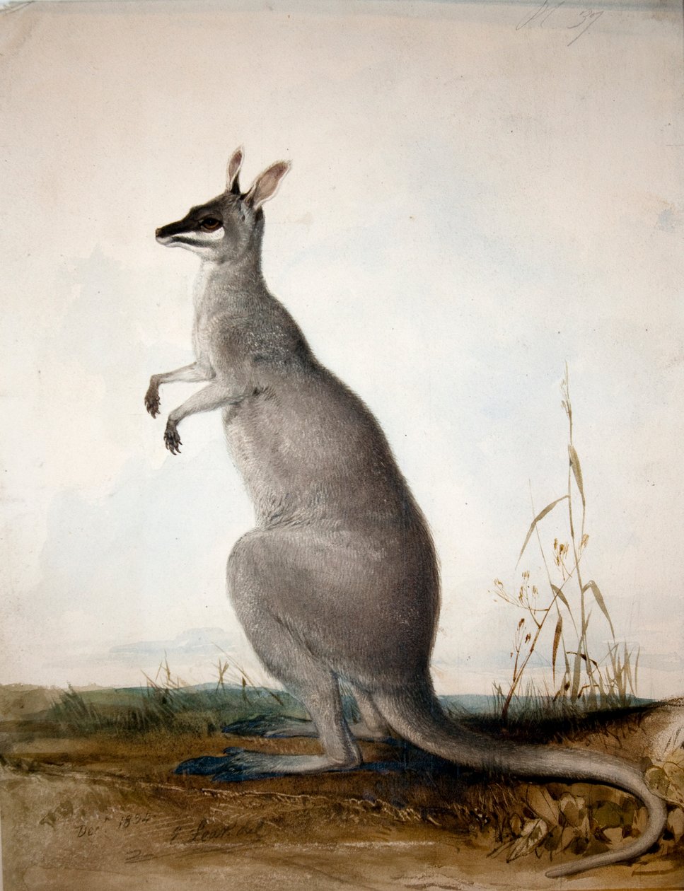 Macropus parryi, 1834 af Edward Lear