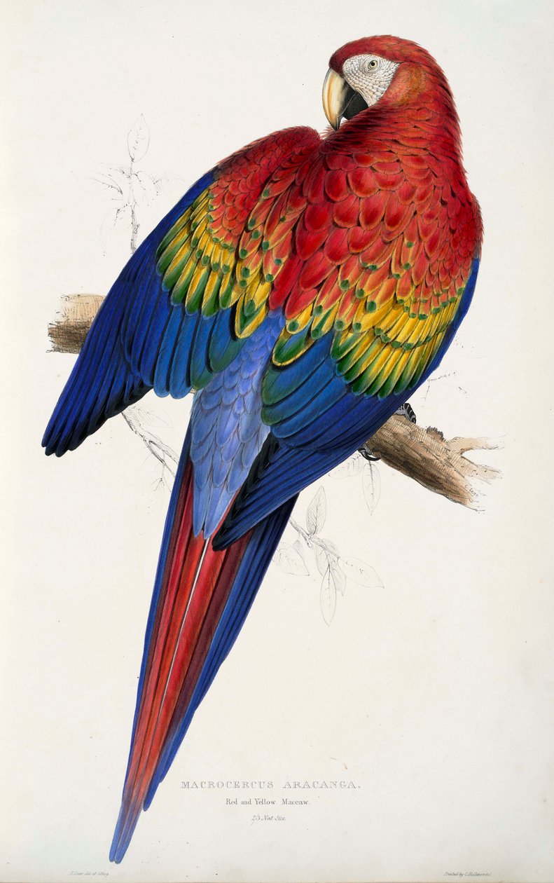 Papagai af Edward Lear
