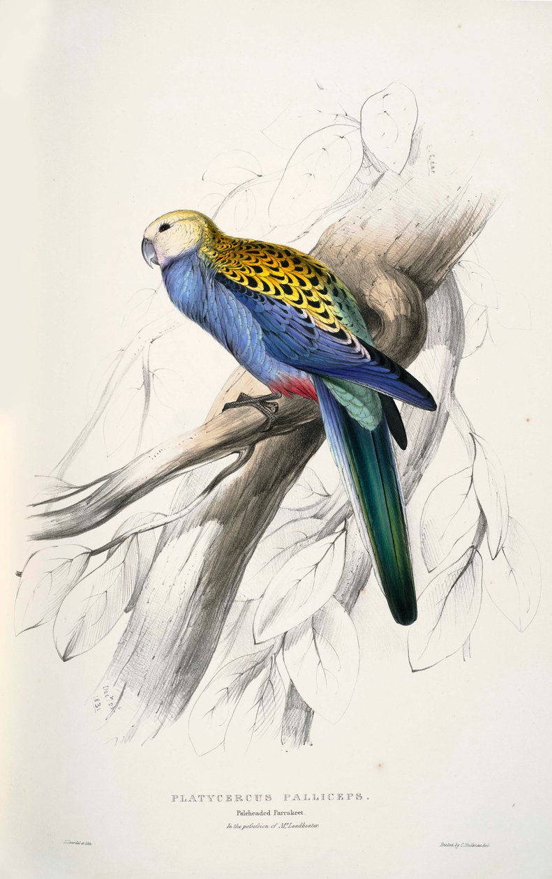 Platycercus af Edward Lear