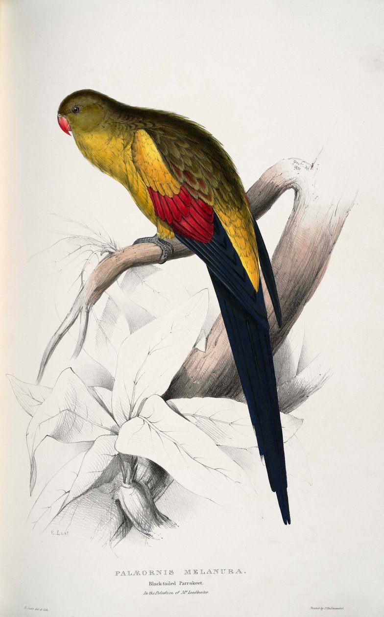 Luksuriøst blomsterbed af Edward Lear