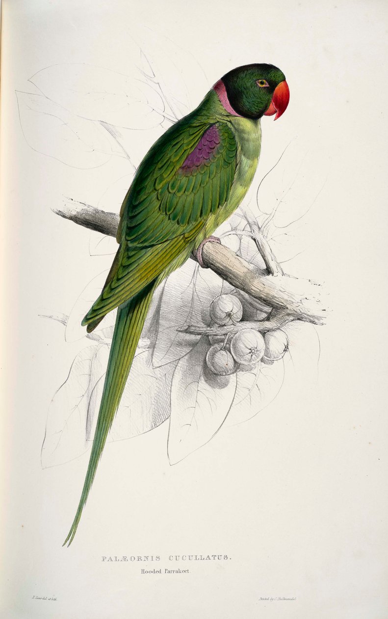 Psittacula eupatria af Edward Lear