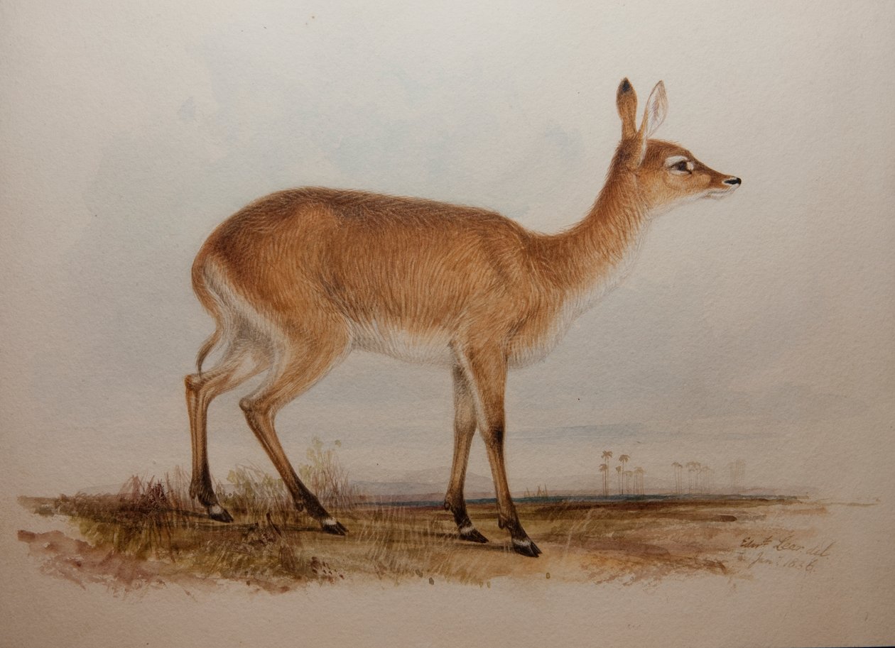 Red Lechwe, 1836 af Edward Lear