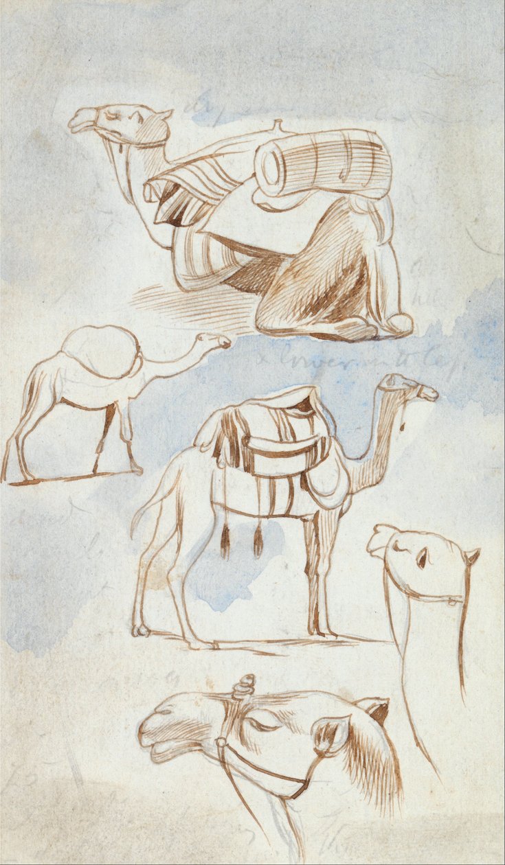 Skitsestudier af kameler af Edward Lear