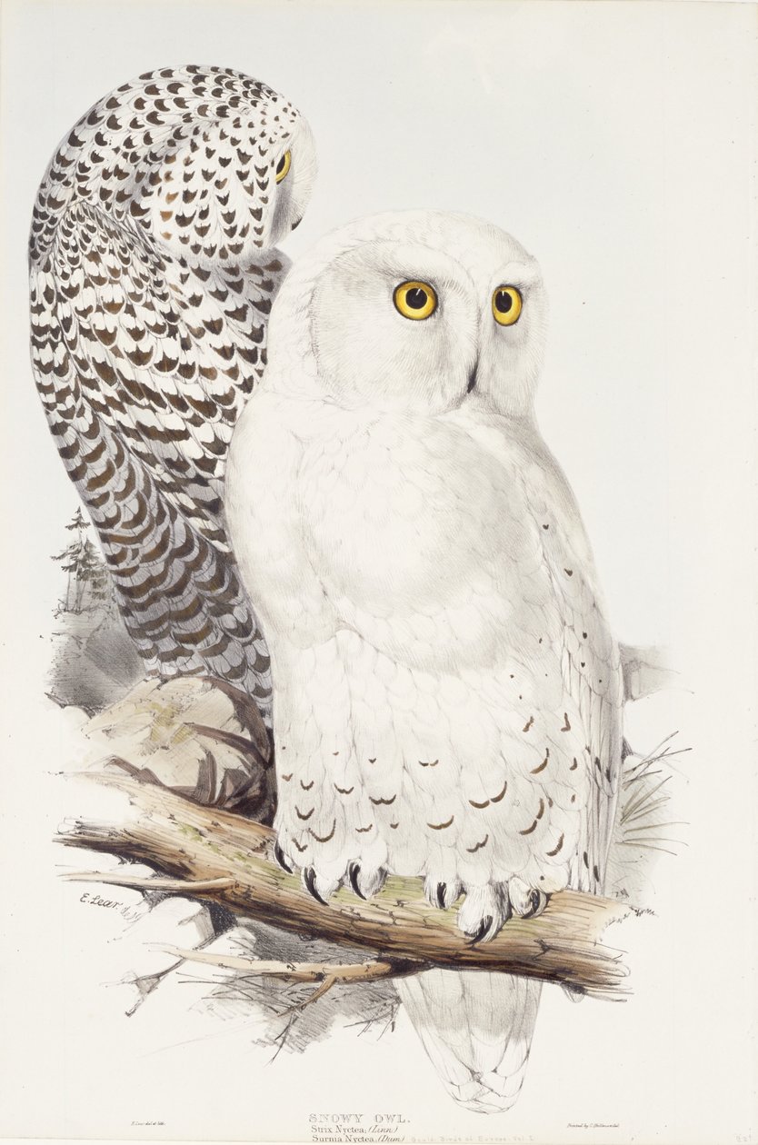 Sne ugle. Strix Nyctea; (By); Surnia Nyctea, 1832-1837 af Edward Lear