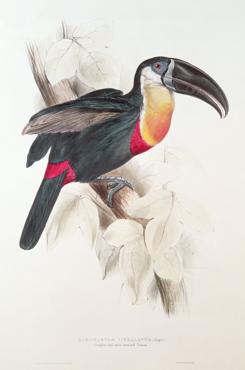 Svovl- og hvidbarmet tukan, 1800-tallet (farvelitografi) af Edward Lear