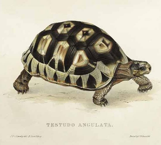 Skildpadde af Edward Lear