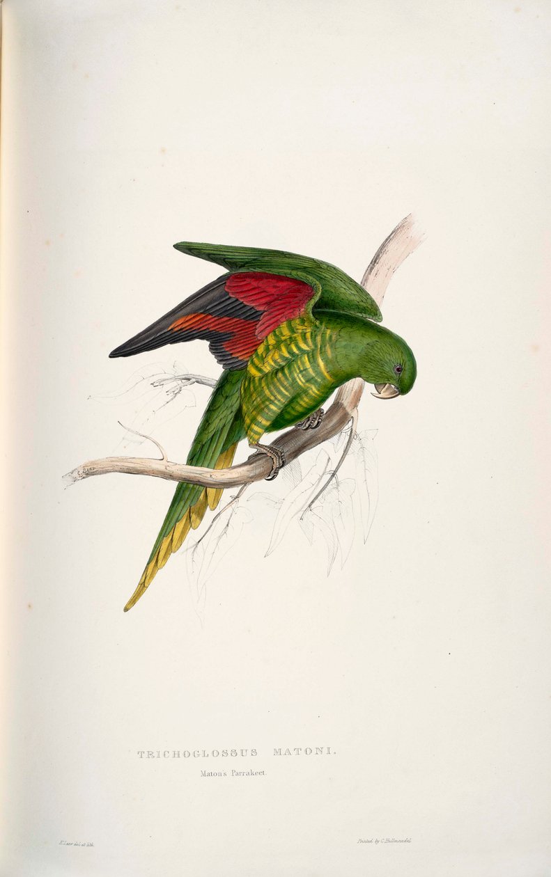 Trichoglossus chlorolepidotus af Edward Lear