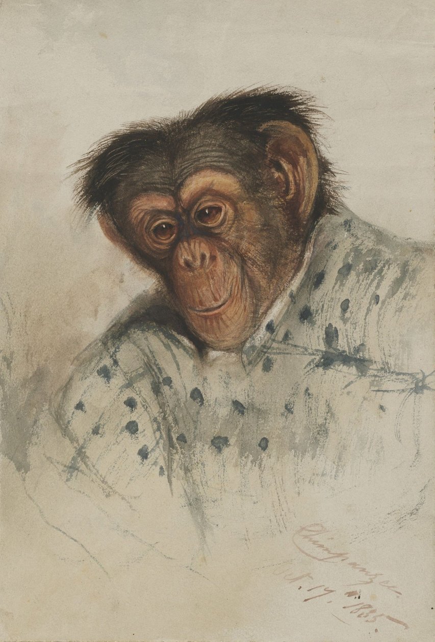 chimpanse hoved af Edward Lear