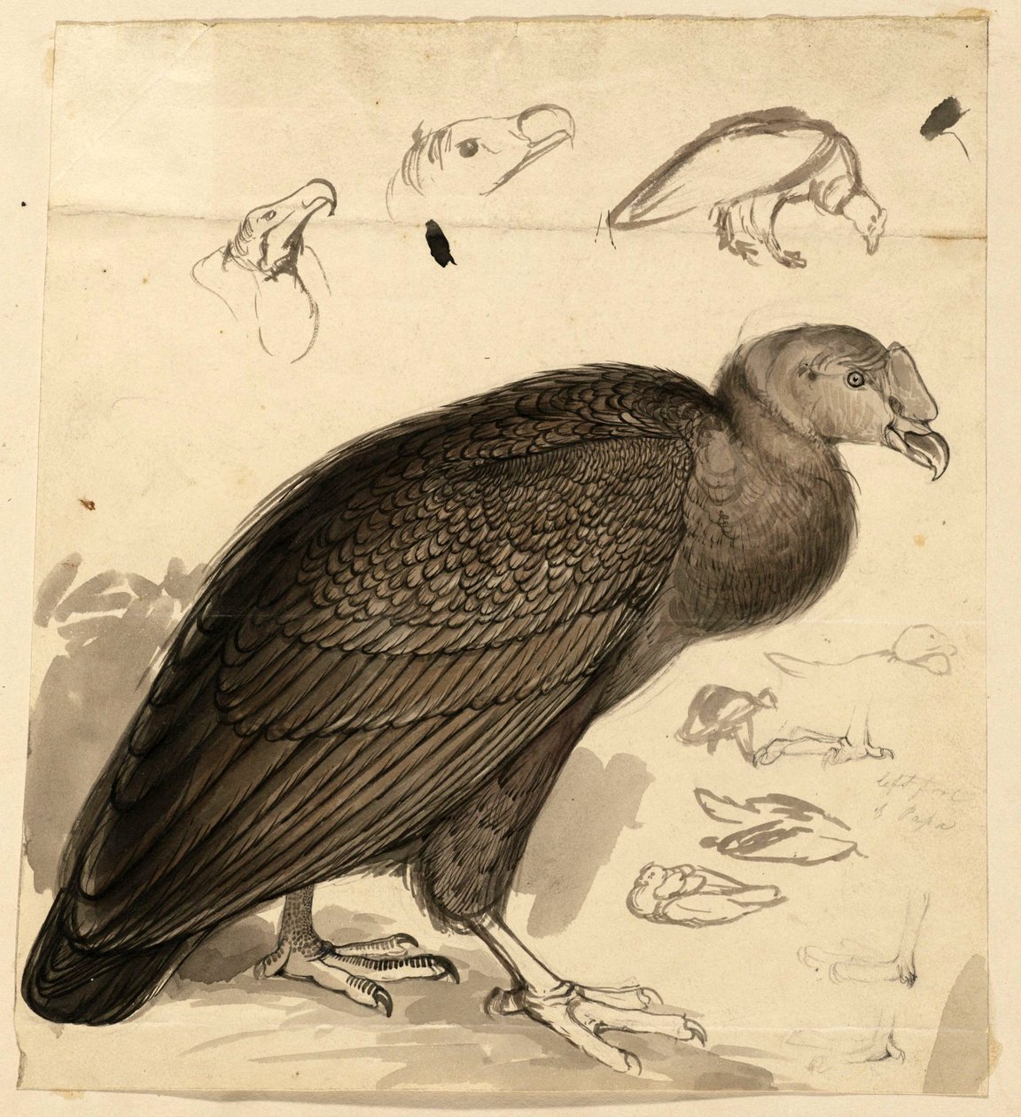 kondor af Edward Lear