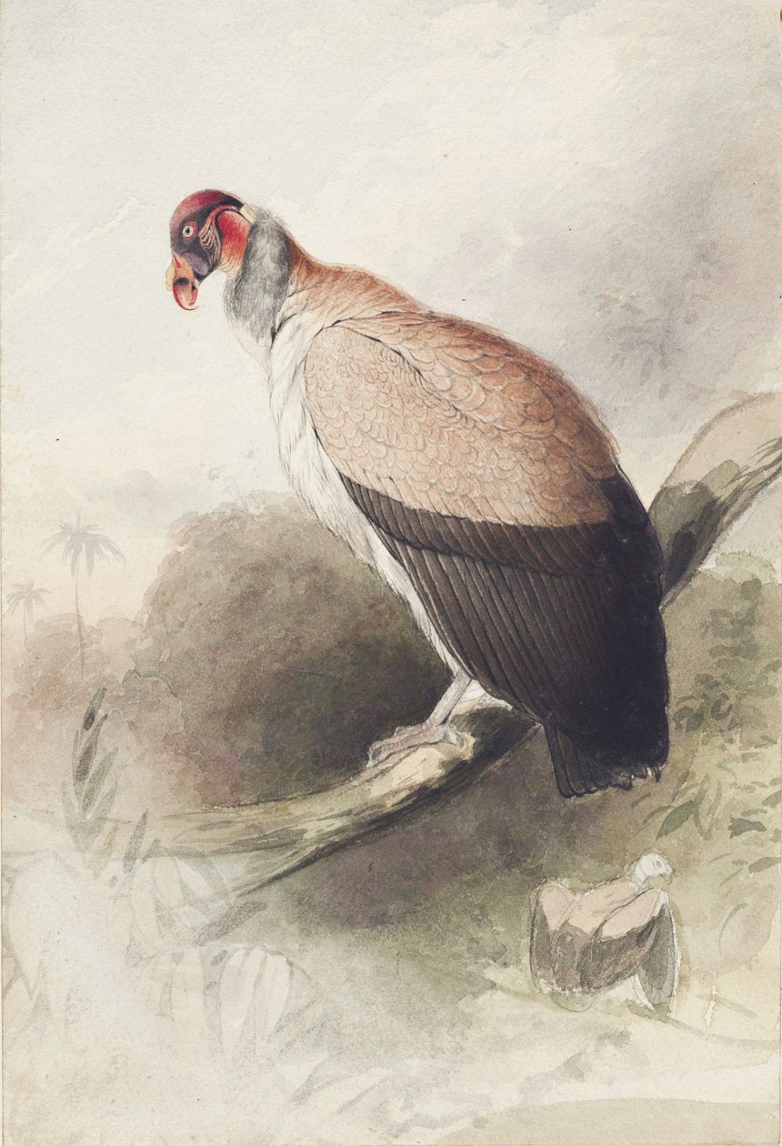 kondor af Edward Lear
