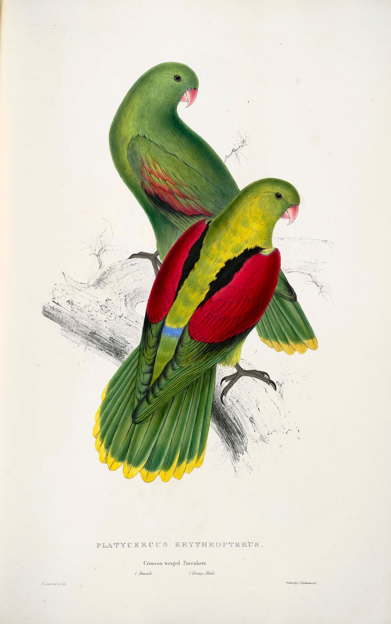 to rødvingede papegøjer af Edward Lear