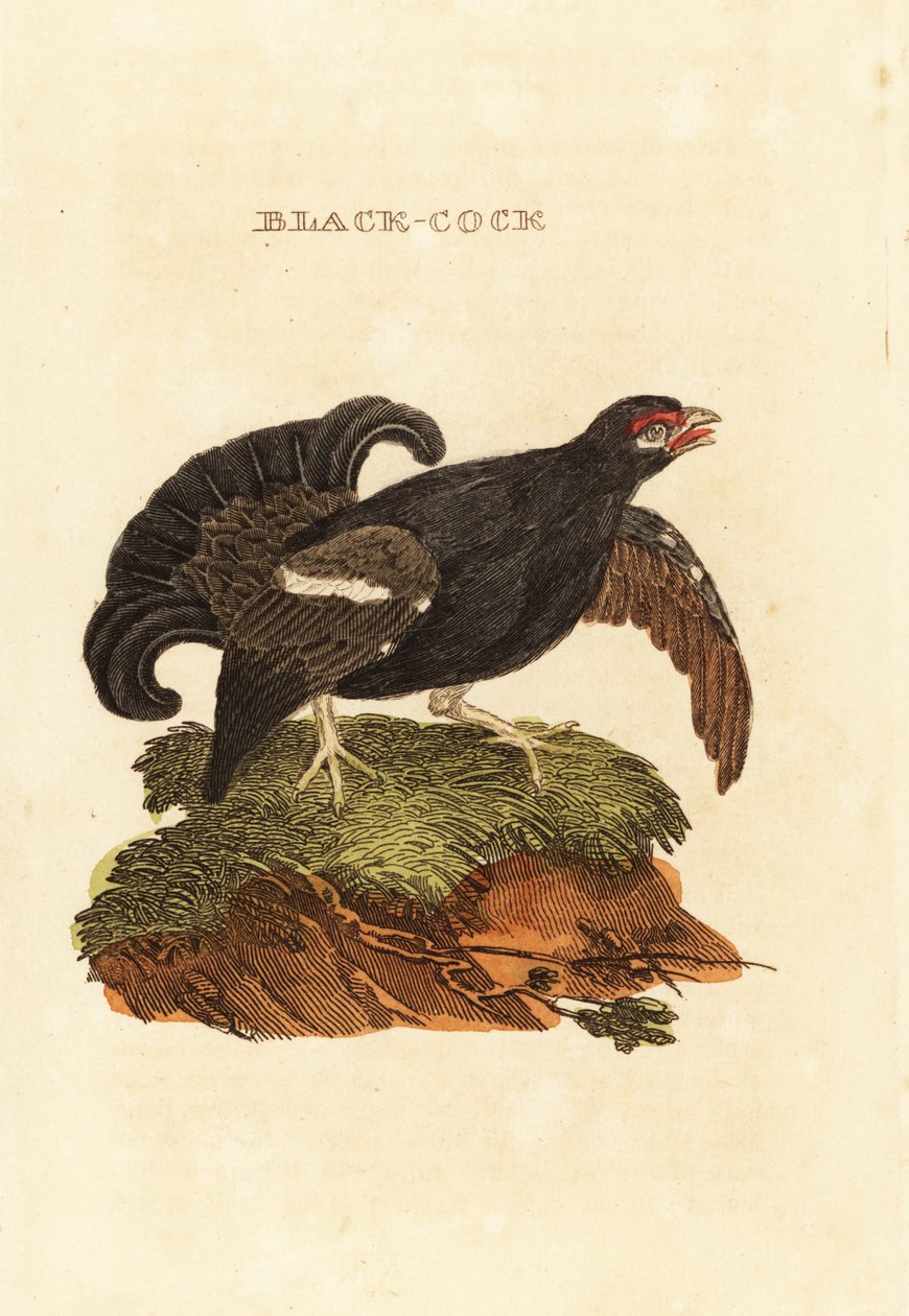 Ryper, Tetrao tetrix af Edward Donovan