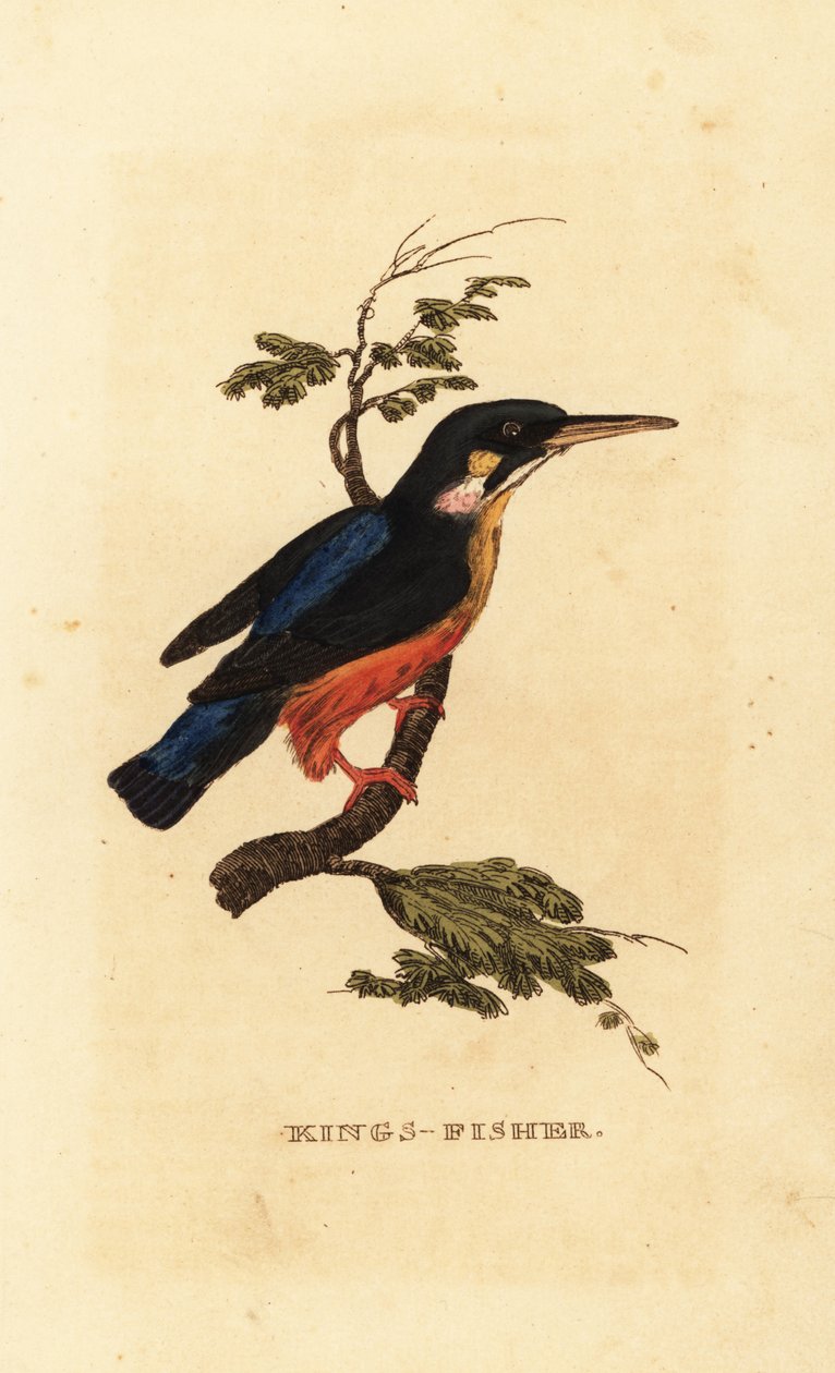 Almindelig isfugl, Alcedo atthis af Edward Donovan
