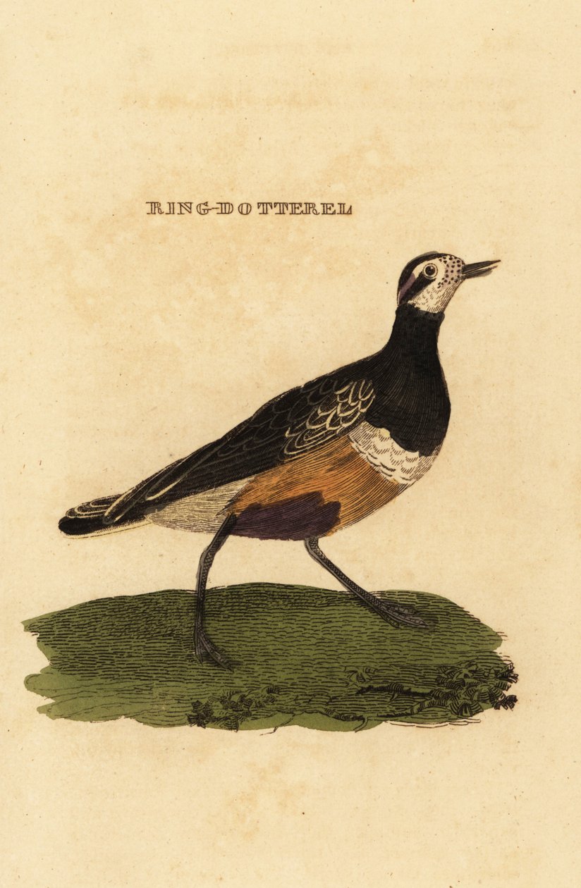 Eurasisk dotterel, Charadrius morinellus af Edward Donovan