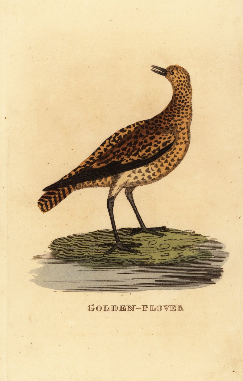 Europæisk hjejle, Pluvialis apricaria af Edward Donovan