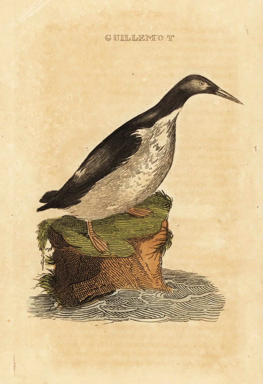 Tåbelig lomvi, Uria aalge af Edward Donovan