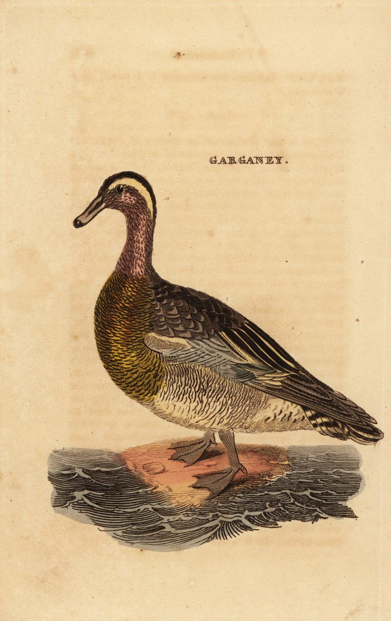 Garganey, Spatel querquedula, lille dablende and af Edward Donovan
