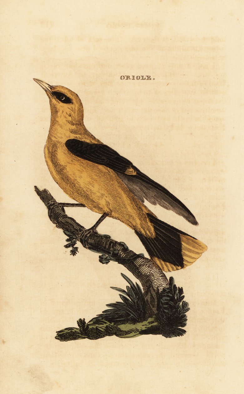 Gylden oriole, Oriolus oriolus af Edward Donovan
