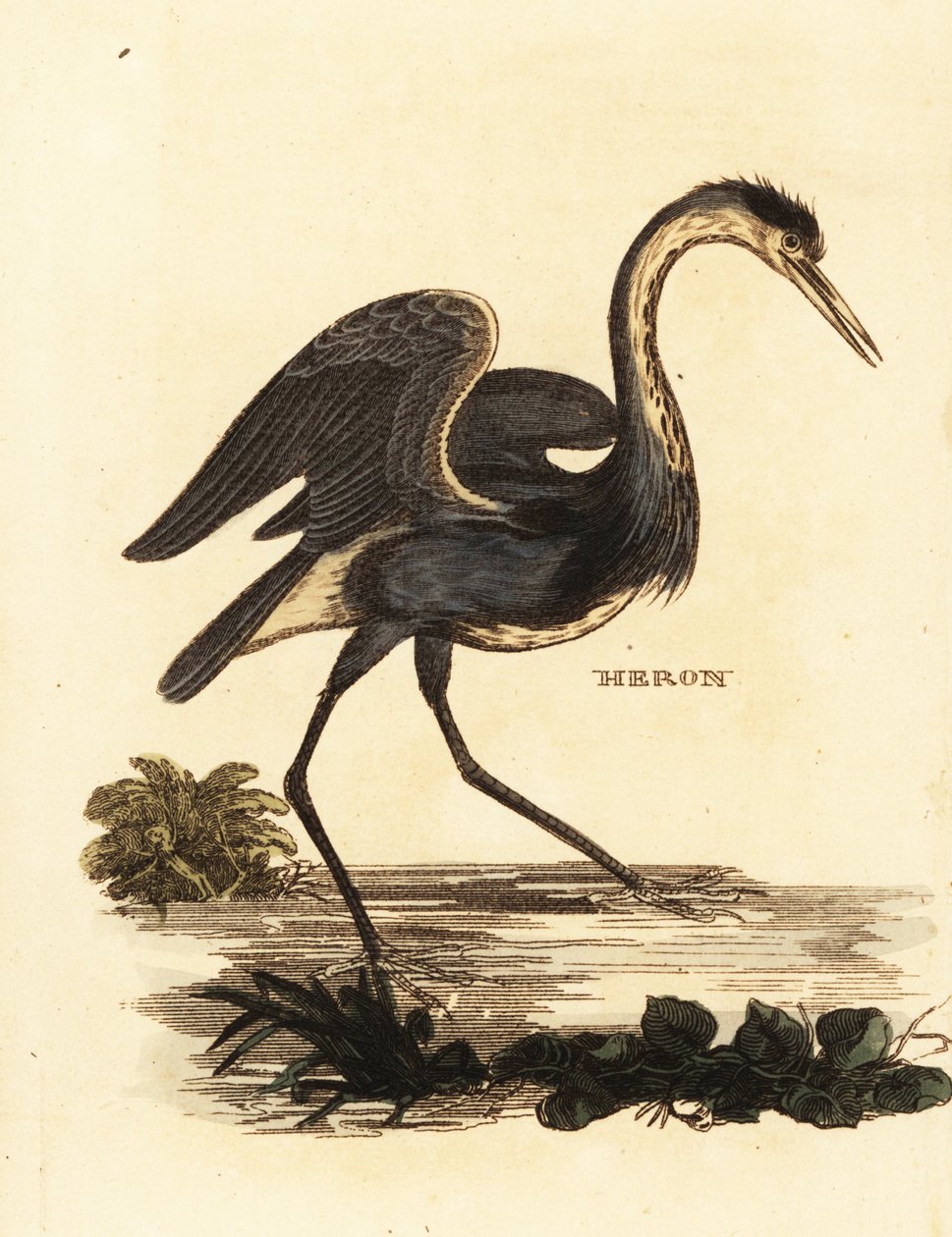 Gråhejre, Ardea cinerea af Edward Donovan