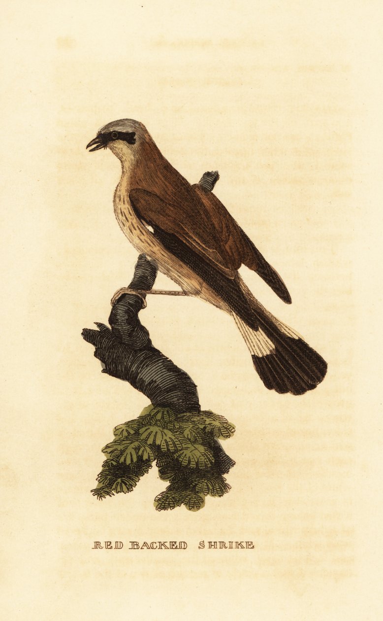 Rødrygget tobbe, Lanius collurio af Edward Donovan
