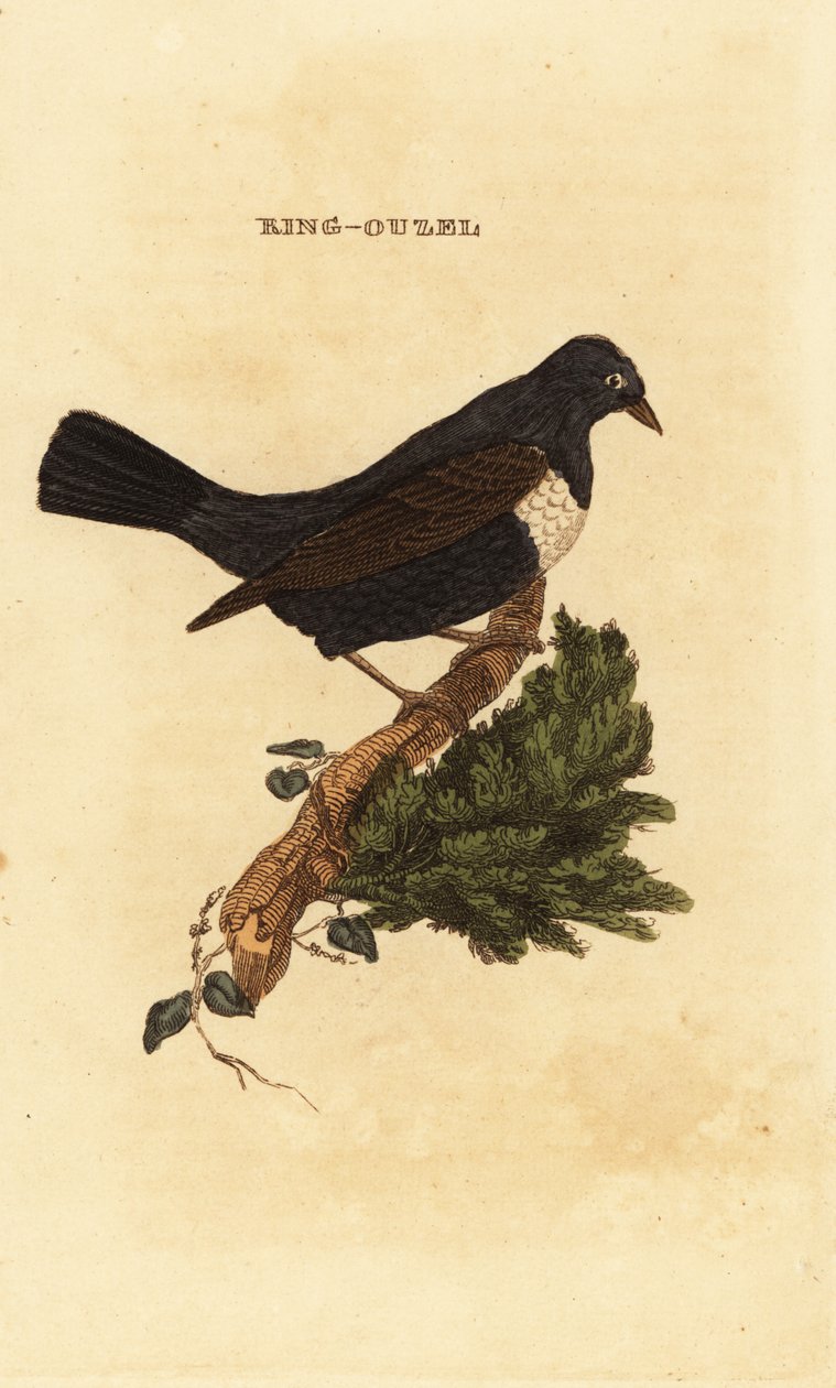 Ringouzel, Drossel af Edward Donovan