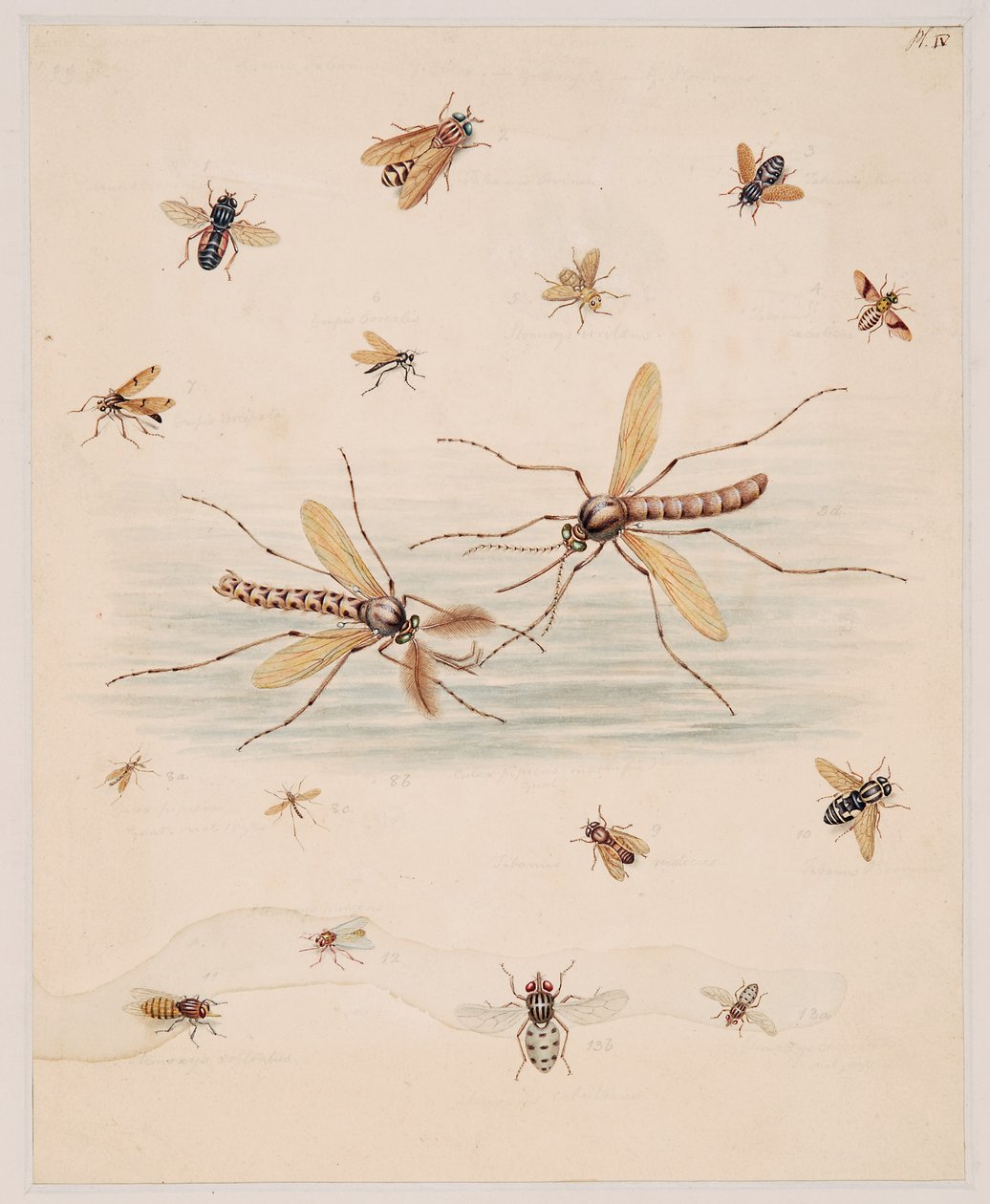 Studier af hvirvelløse dyr, bind II af Edward Donovan