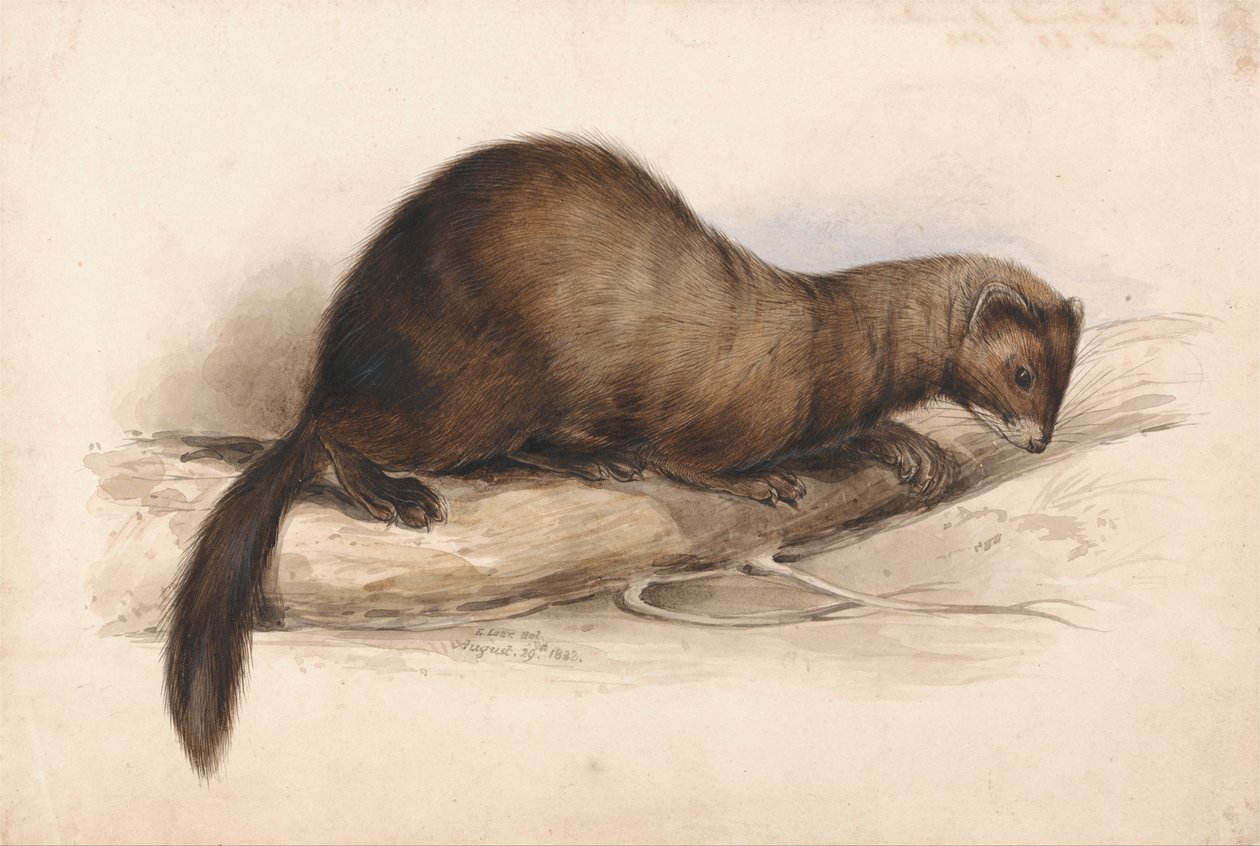 En væsel af Edward Lear
