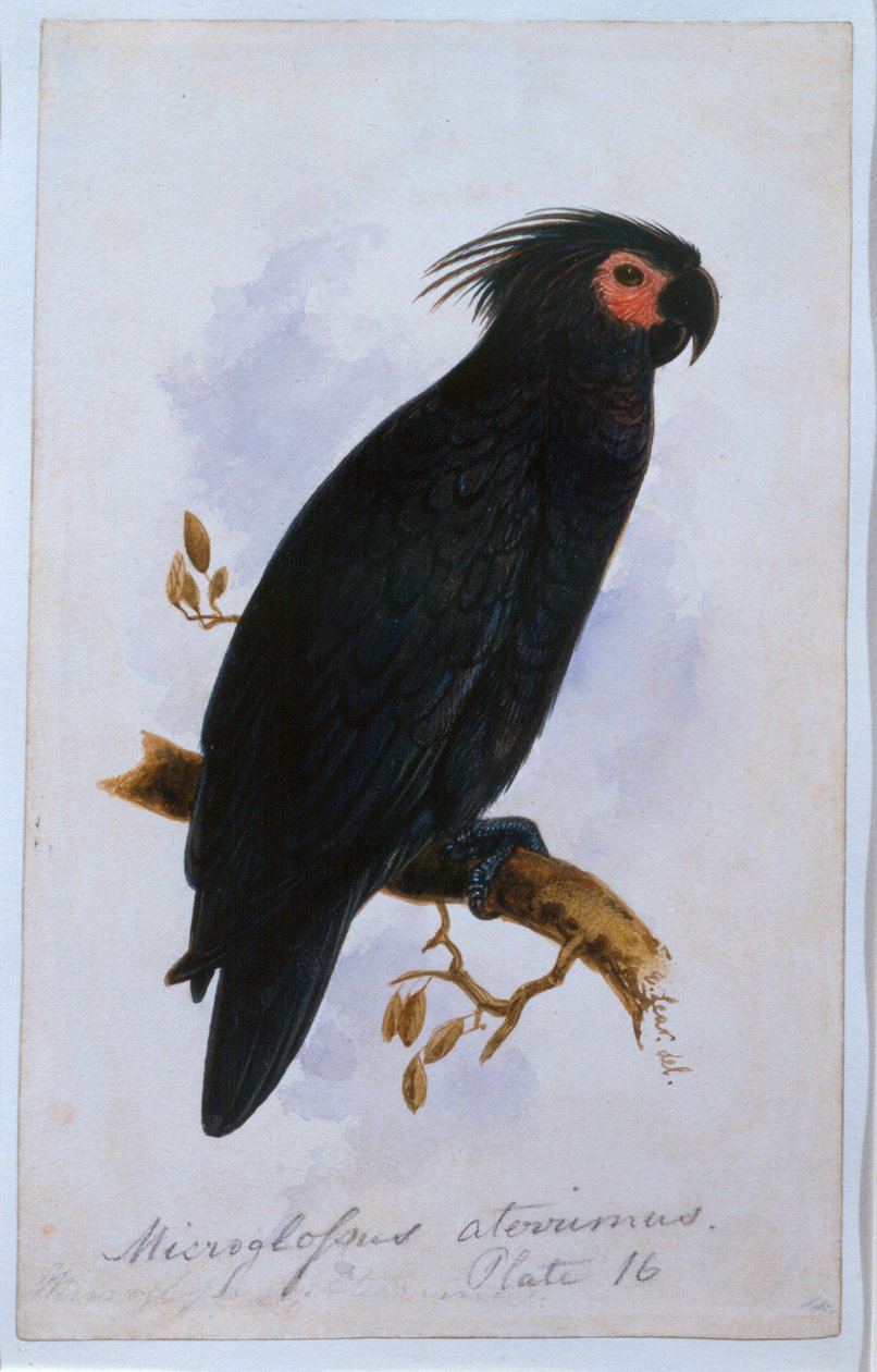 Papegøje: Tallerken 16 (wc) af Edward Lear