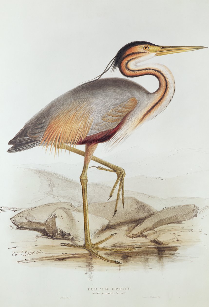 Purple Heron (farvegravering) af Edward Lear