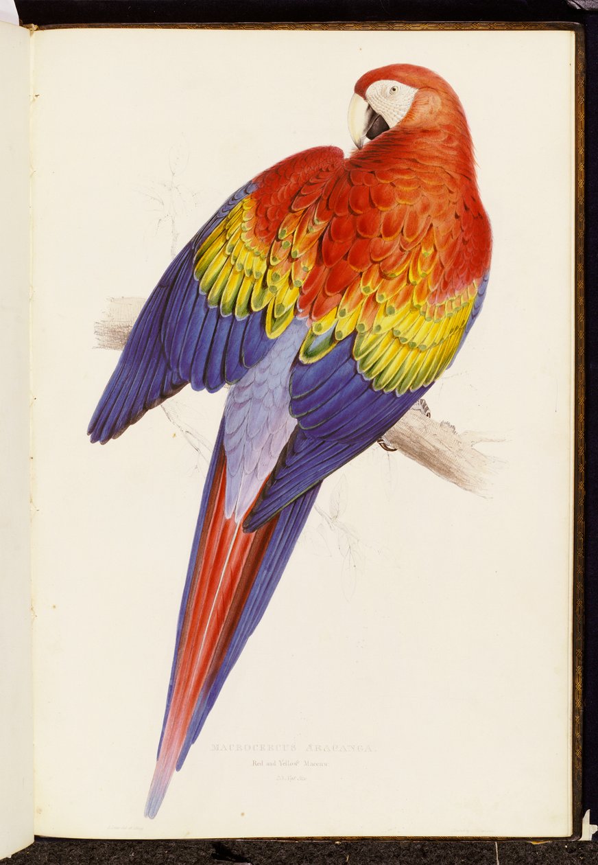 Rød og gul ara af Edward Lear