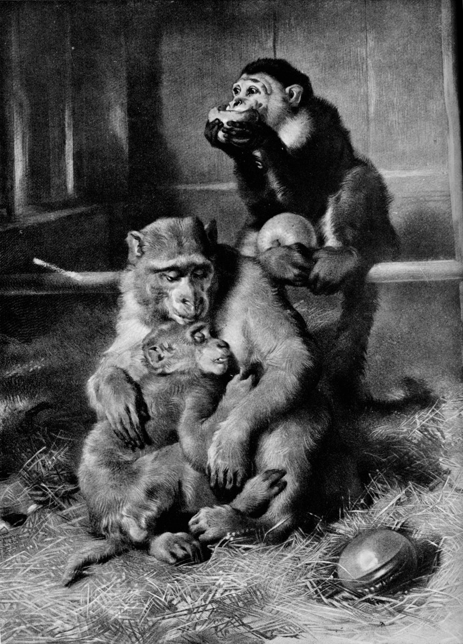 Den syge abe, 1875, 1912 af Edwin Landseer