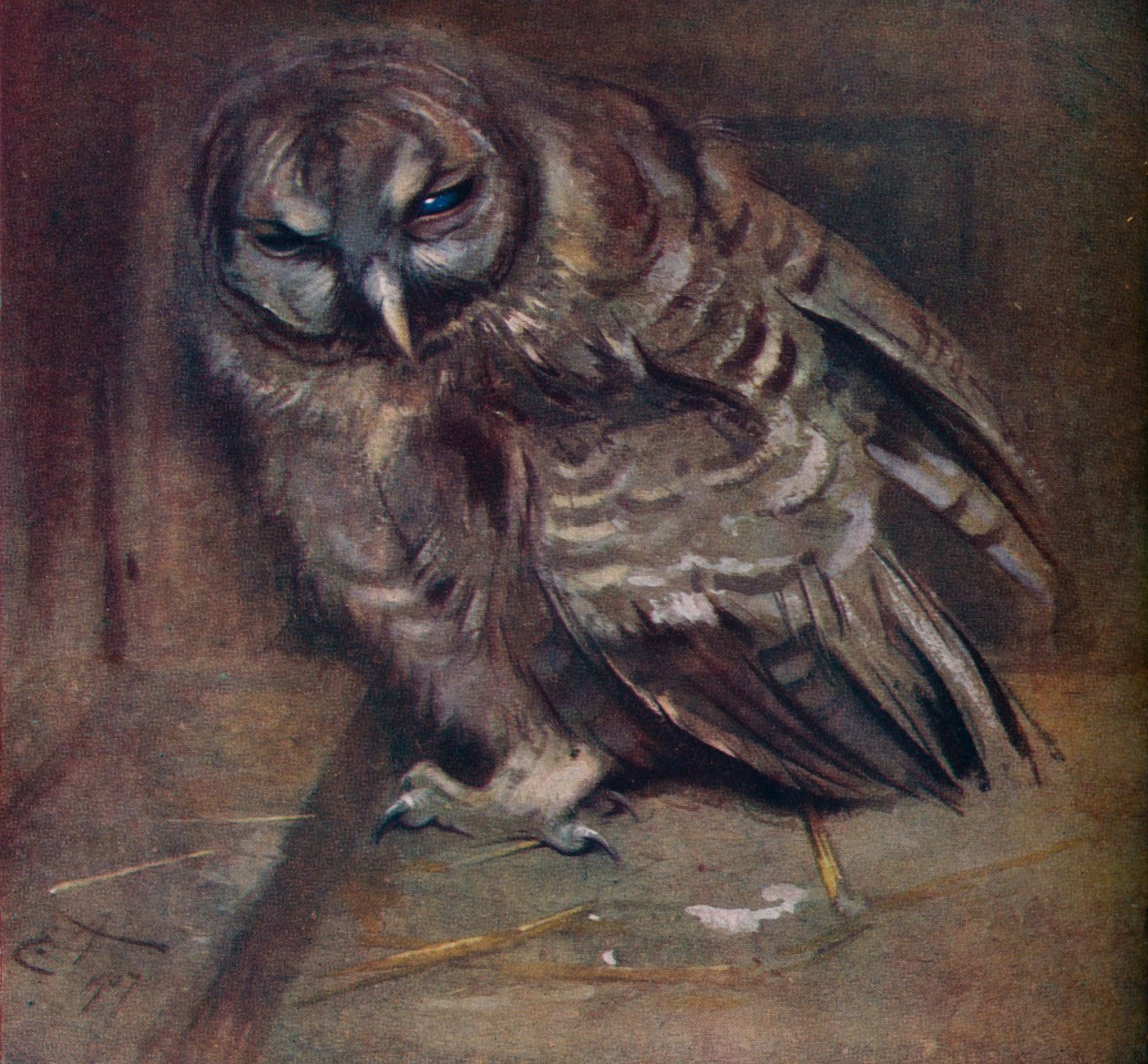 En ung brun ugle, 1907 af Edwin John Alexander