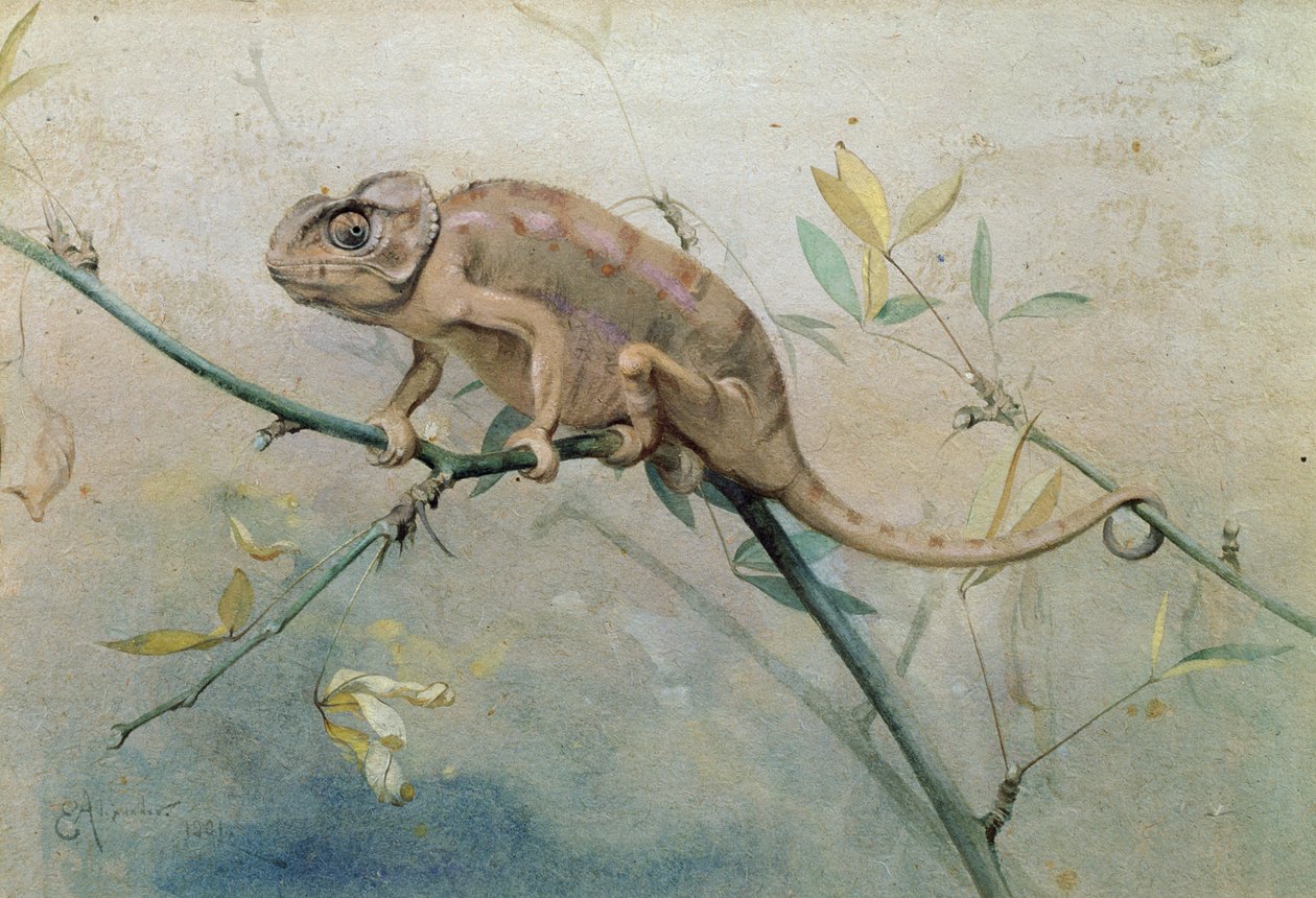 Kamæleon, 1901 (wc på papir) af Edwin John Alexander