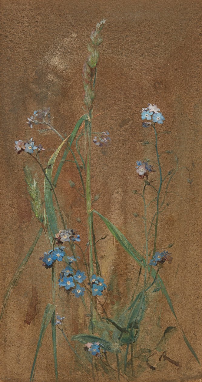 Forget-Me-Not (akvarel på brunt papir) af Edwin John Alexander