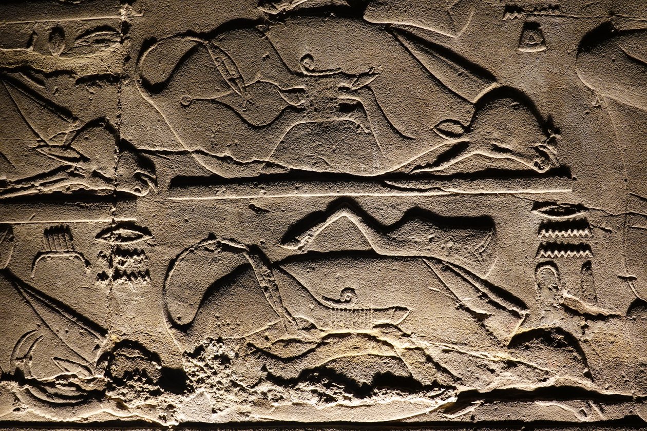 Luxor-templet: Ofrede køer (relief) af Egyptian Egyptian
