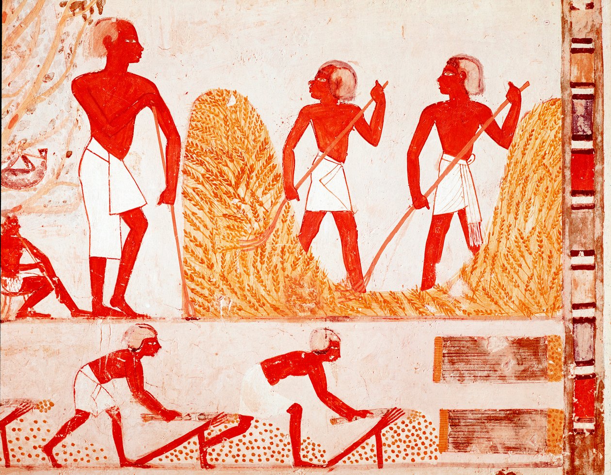 Scene for høst i det gamle Egypten (fresco af Egyptian Egyptian