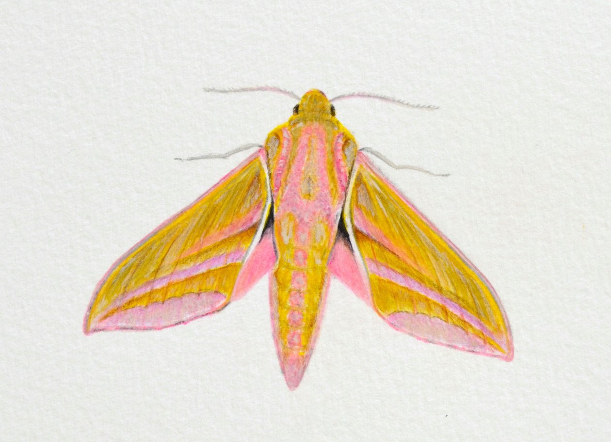 Elephant Hawk Moth, 2023 af Eleanor Grafton