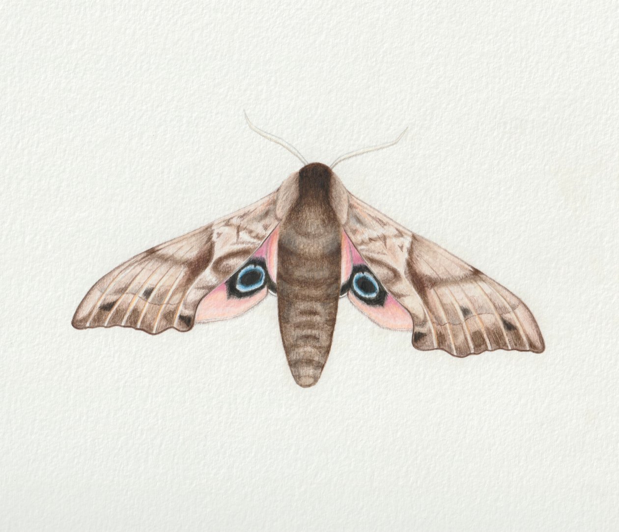 Eyed Hawk Moth, 2023 (akvarel) af Eleanor Grafton