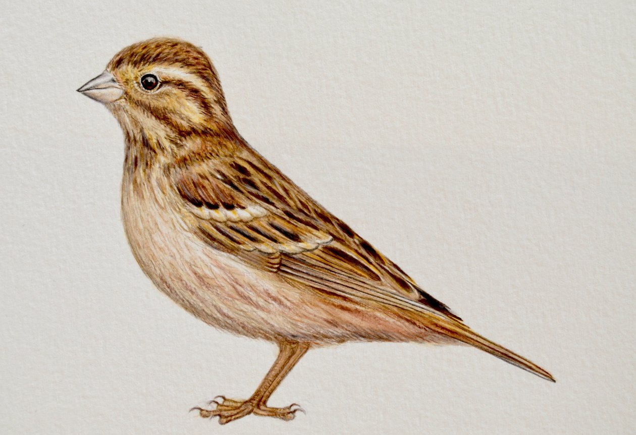 Reed Bunting, 2023 af Eleanor Grafton