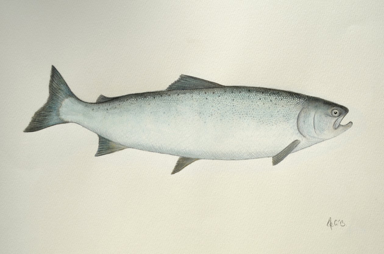 Salmon, 2013 (akvarel og blyant) af Eleanor Grafton