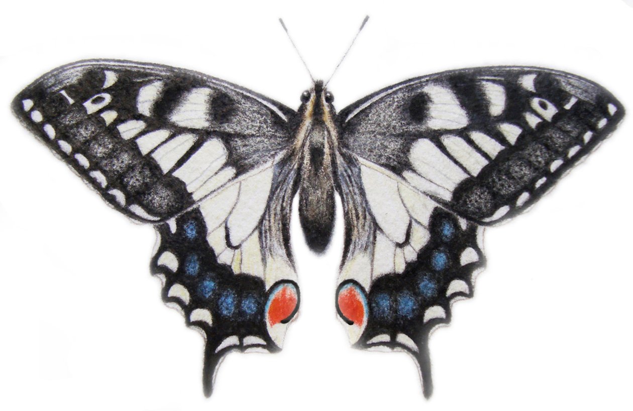 Swallowtail, 2012 (akvarel og blyant) af Eleanor Grafton