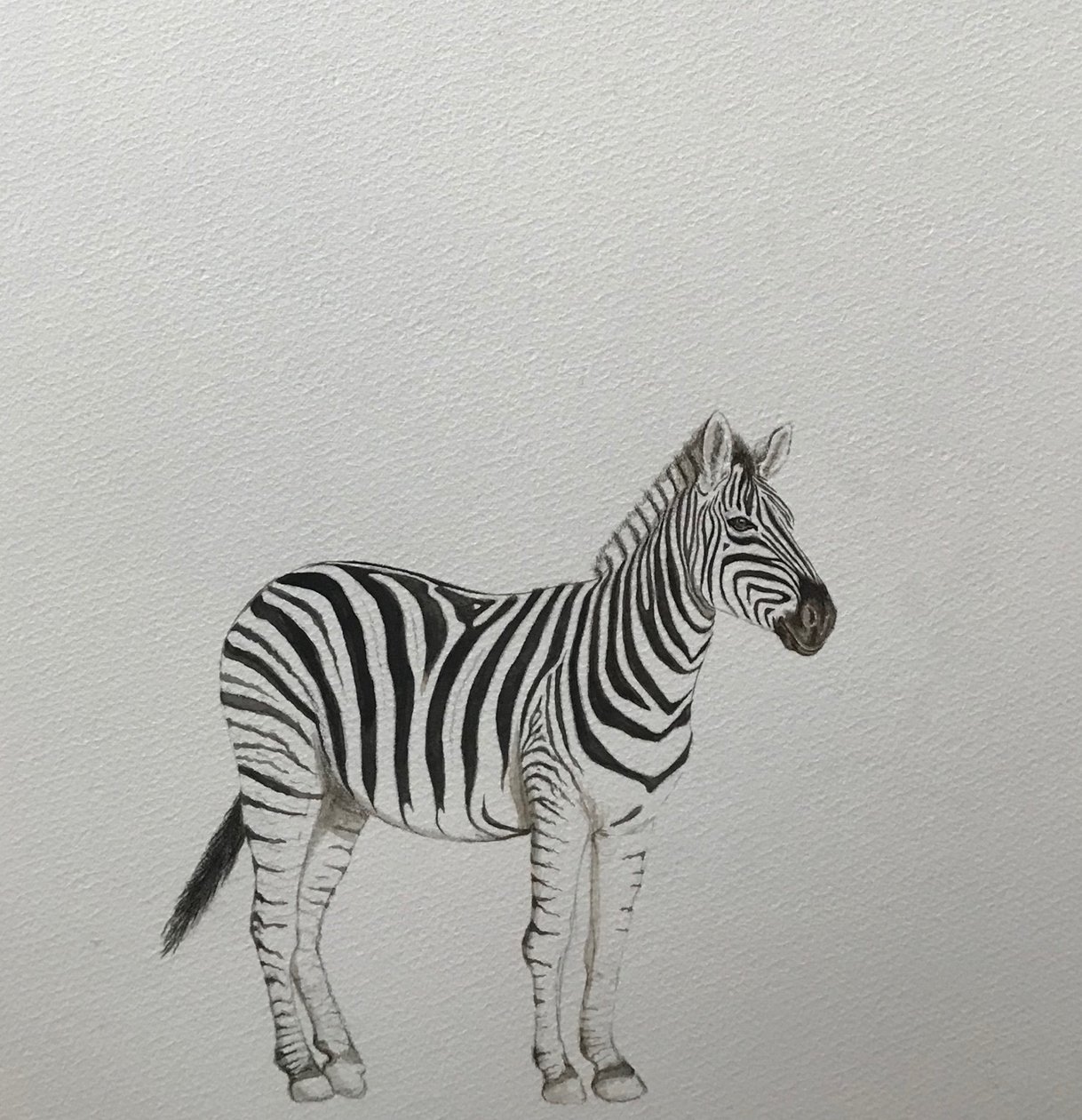 Zebra, 2018 (akvarel, blyant og maling) af Eleanor Grafton