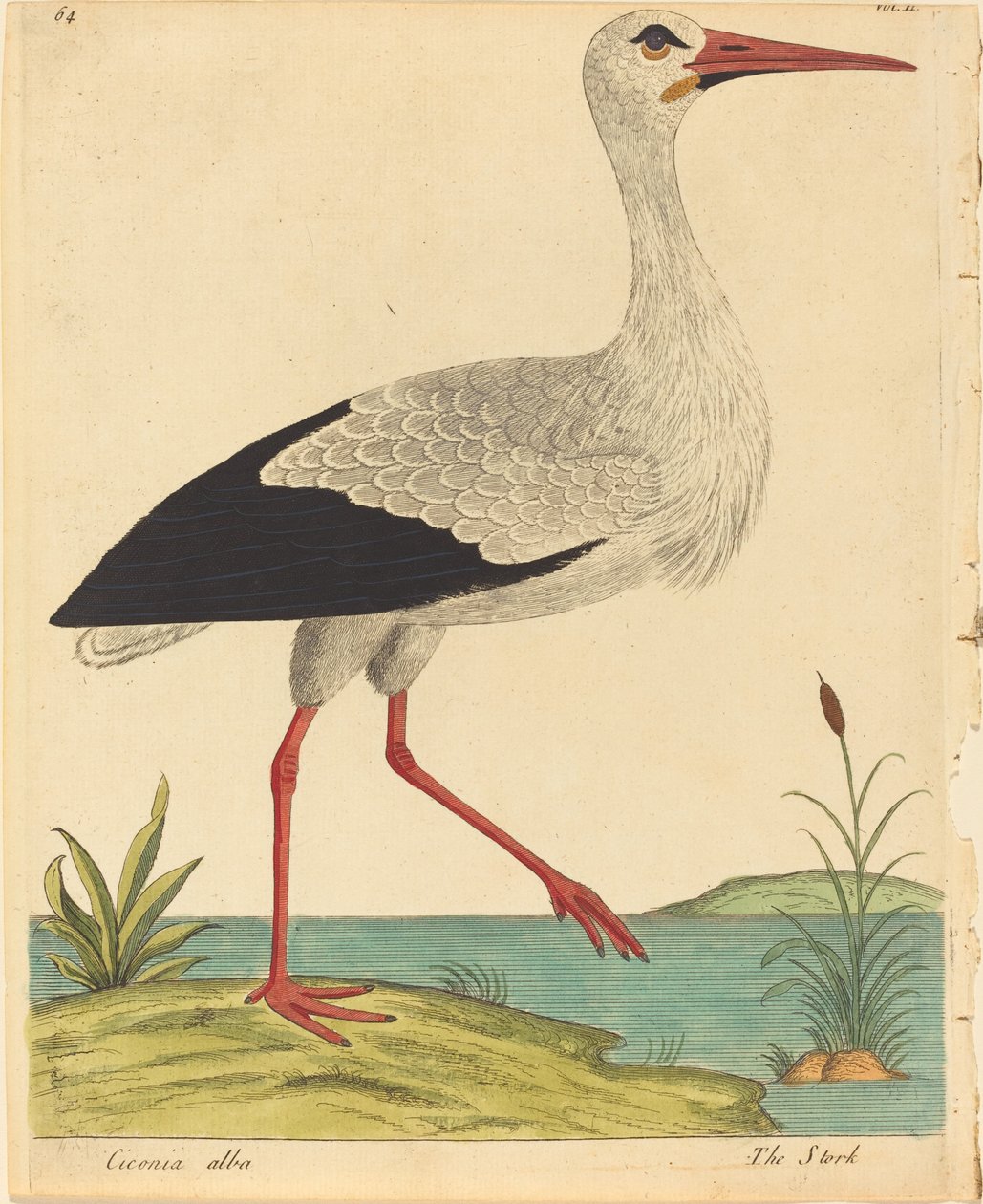 Storken (Ciconia Alba) af Eleazar Albin