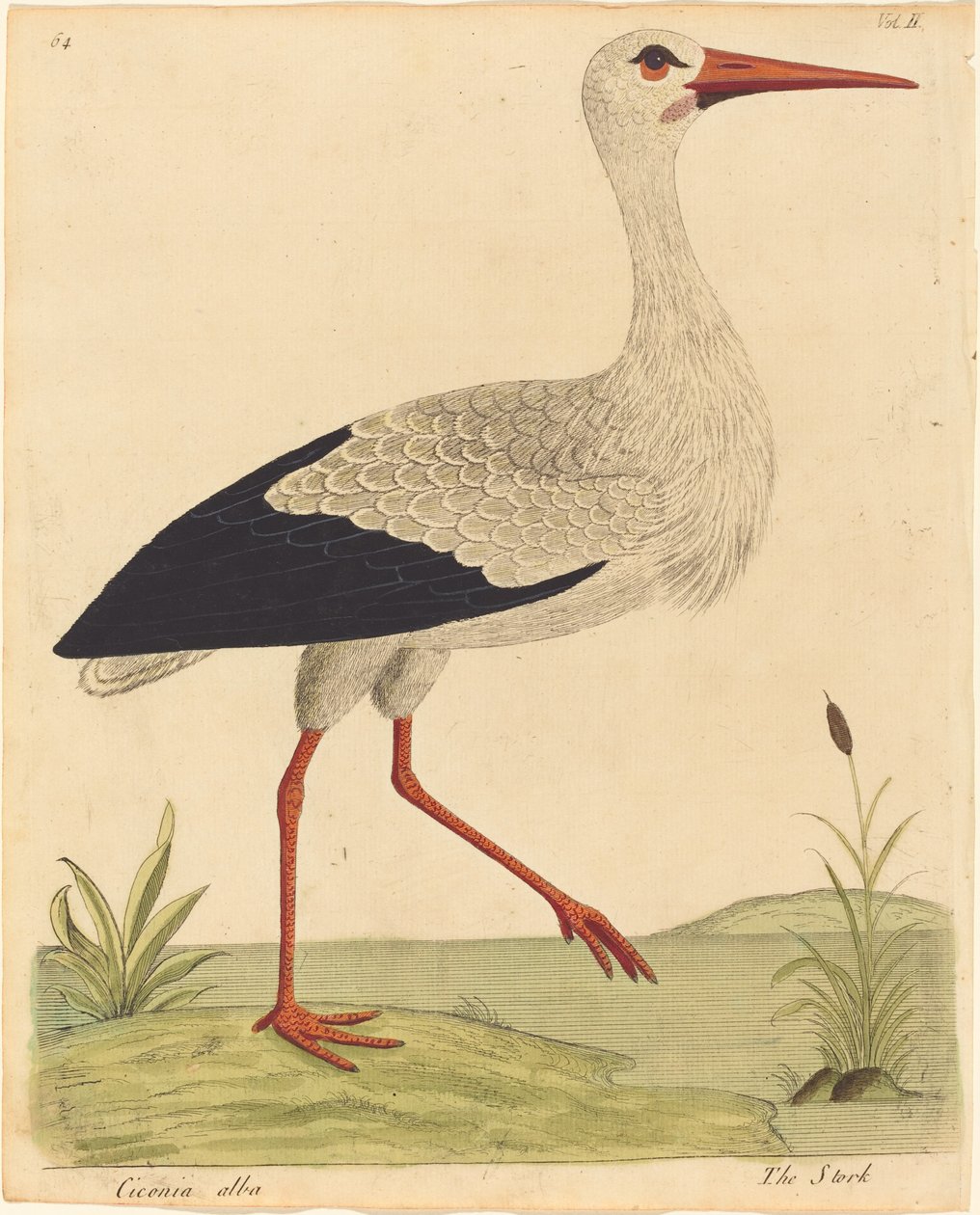 Storken Ciconia Alba, udgivet 17311738. af Eleazar Albin