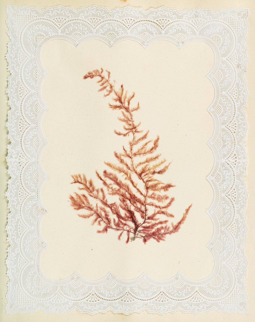 Tang af Eliza A. Jordson