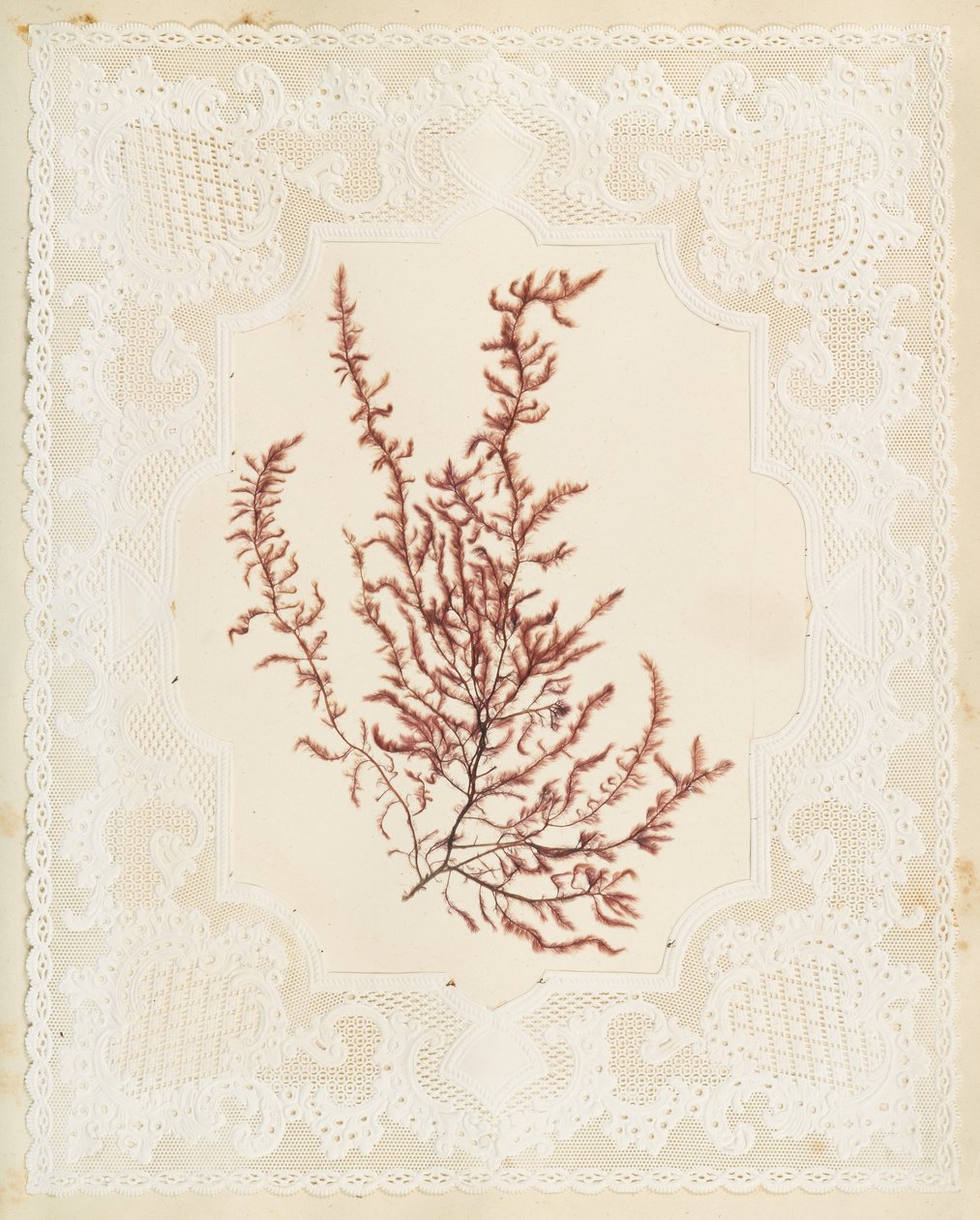 Tang af Eliza A. Jordson